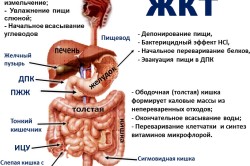 Строение ЖКТ