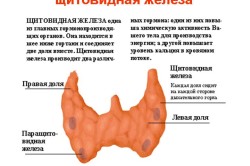 Строение щитовидной железы