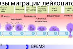 Фазы миграции лейкоцитов Фазы миграции лейкоцитов
