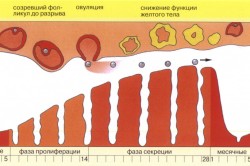 Менструальный цикл