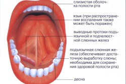 Строение ротовой полости