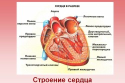 Строение сердца