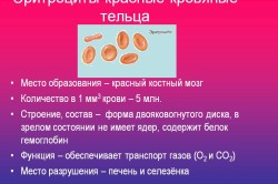 Важность эритроцитов для человека