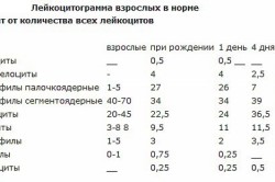 Лейкоцитограмма в норме