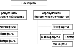 Классификация лейкоцитов
