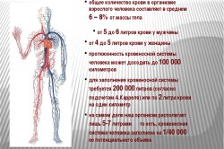 Общее количество крови у человека