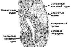 Строение слюнной железы