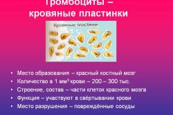 Тромбоциты – кровяные пластинки
