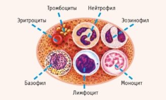Распространенные заболевания крови